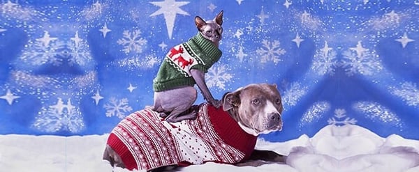 Noël pour chiens et chats